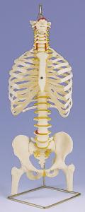 3B Scientific® Torso Skeleton and Stand