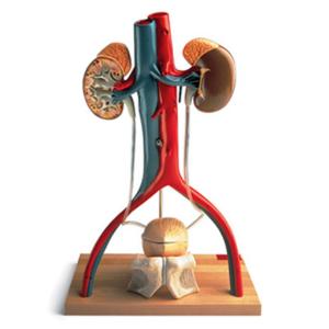 Urinary System Model- Anatomical model