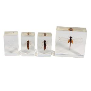 Realbug Kids: Dragonfly Lifecycle