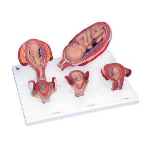 3B Scientific® Standard Pregnancy Series