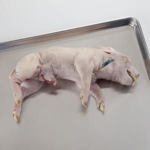 Ward's® Preserved Fetal Pigs: Double Injected