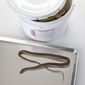 Preserved Snakes