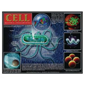 Cell Poster Series Set
