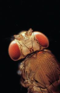 Ward's® Drosophila Culturing Set