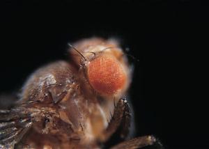 Ward's® Live <i>Drosophila melanogaster</i> - Chromosome II Mutants