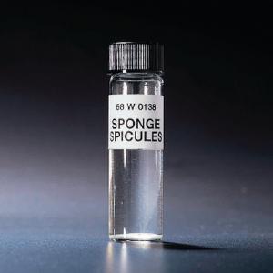 Sponge Spicules