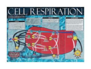 Cells: Structure, Function and Processes Posters