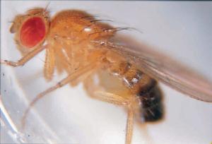 Drosophila mojavensis