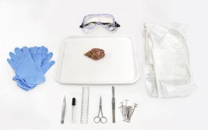 Brain dissection kit