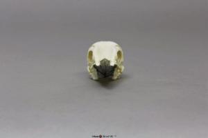 Pileated Woodpecker Skull