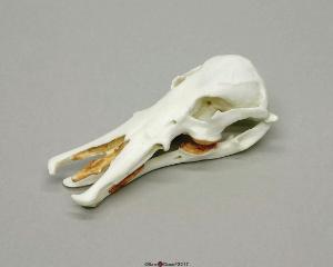Platypus Skull