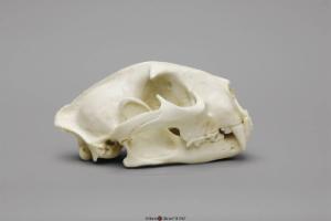 Male Cougar Skull