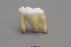 Polar Bear Tooth