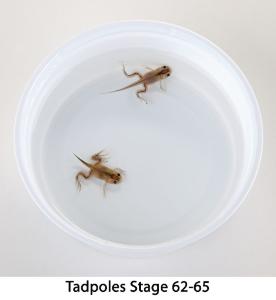 Ward's® Live African Clawed Frogs and Food (<i>Xenopus laevis</i>)