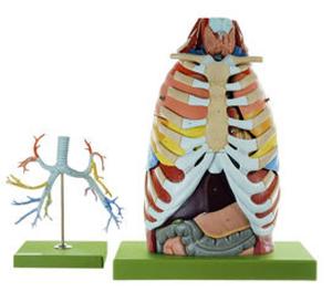 Somso® Anatomy of the Thorax Model