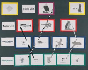 Food Chain & Trophic Levels Magnetic Board Manipulatives