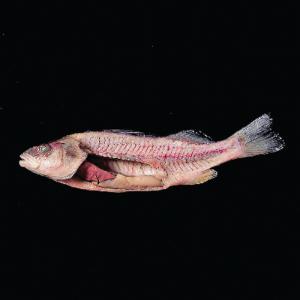 Ward's® Preserved Freshwater Perch