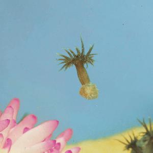 Ward's® Live Sea Anemone Culture (<i>Aiptasia pallida</i>)
