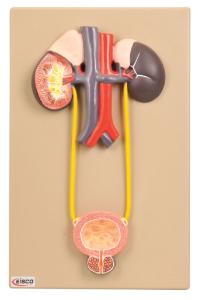 Eisco® Urinary Organs Kidney With Bladder
