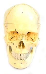Eisco® Numbered Human Skull
