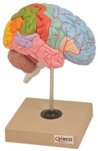 Eisco® Regions Of The Brain
