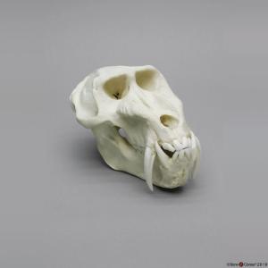 Mandrill Baboon Skull Male
