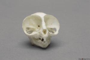 Tarsier Skull