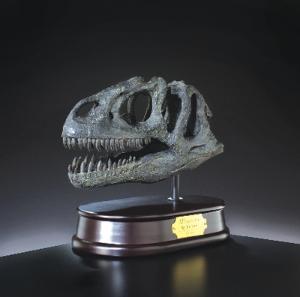 Allosaurus Skull Model