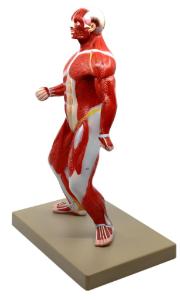 Eisco® mini muscular figure sideview