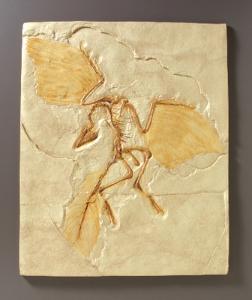 Archaeopteryx Fossil Reproduction