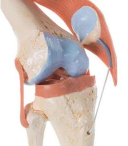 3B Scientific® Deluxe Functional Knee Joint
