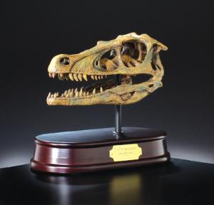 Velociraptor Skull Model