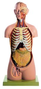 Somso® Male Torso with Head and Open Back