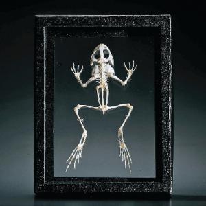 Ward's® Grass Frog Skeleton
