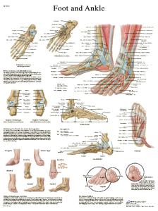 3B Scientific® Foot And Ankle Chart