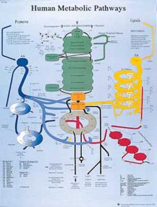 3B Scientific® Human Metabolic Chart