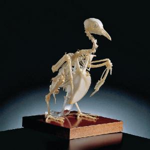 Ward's® Pigeon Skeleton | Boreal Science