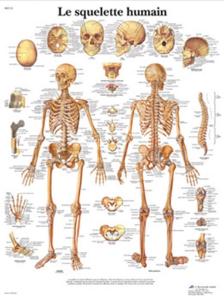 3B Scientific® Le Squelette Humain