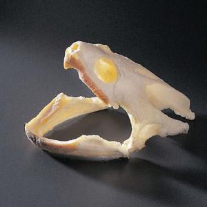 Snapping Turtle Skull, Ward’s®