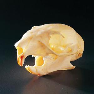 Squirrel Skull
