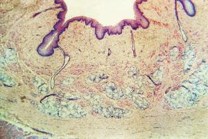 Esophagus, Mammal Slide