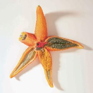 Ward's® Starfish Model