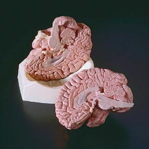 Ward's® Brain Model
