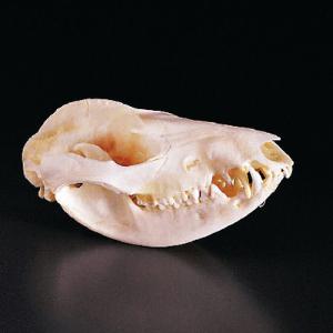 Opossum Skull, Ward’s®