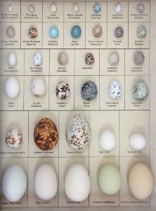 Eggs Of Na Birds