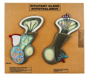 Pituitary gland (Hypothalamus)