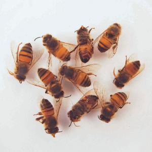 Honeybee Worker