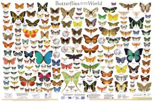 Butterflies Of The World Poster
