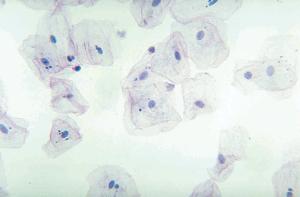 Squamous Epithelium, Human Cheek Cells