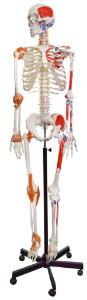 Model skeleton muscular flexible